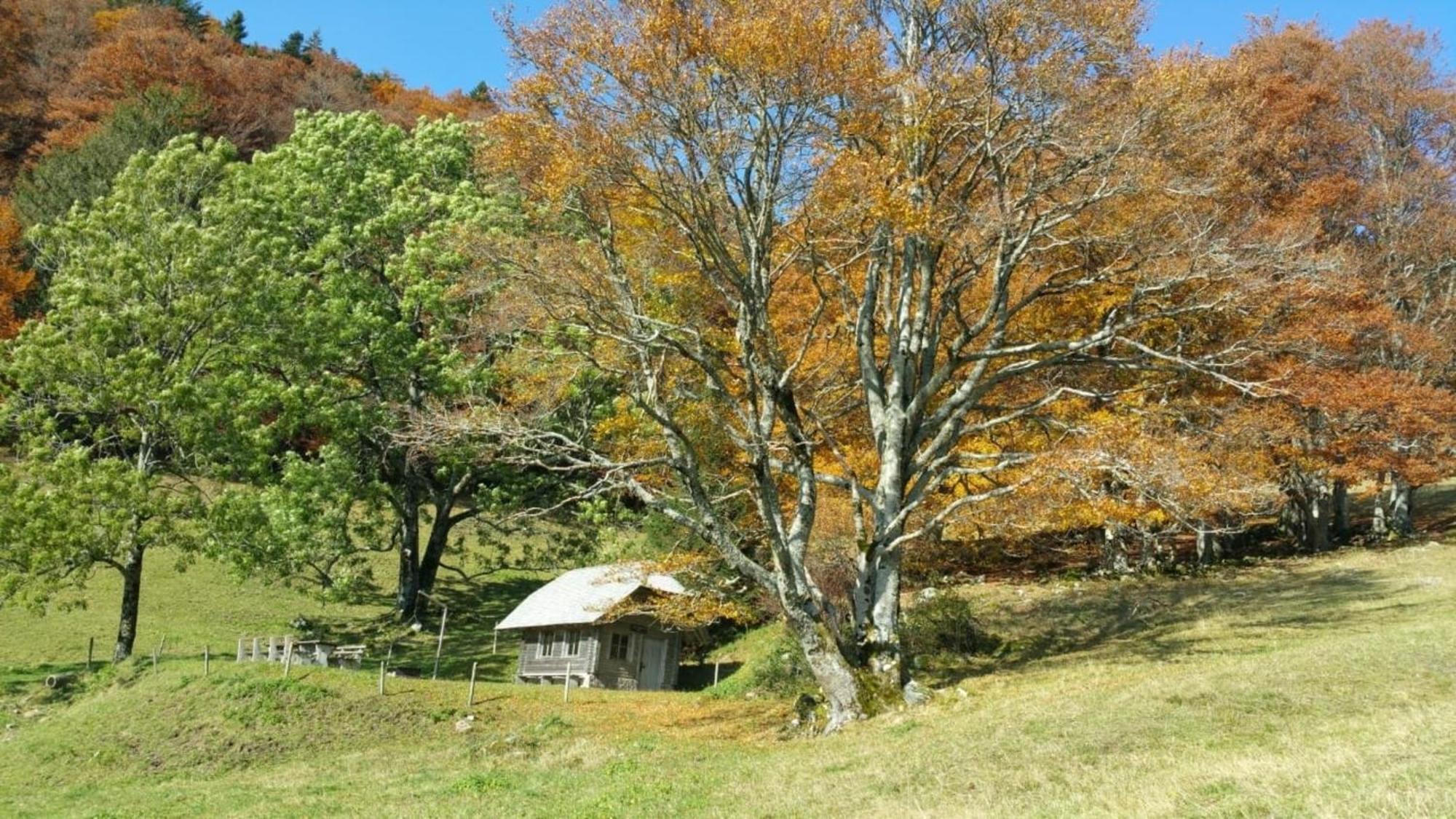 Apartmán Haus Foehrenbach Schonenberg Exteriér fotografie